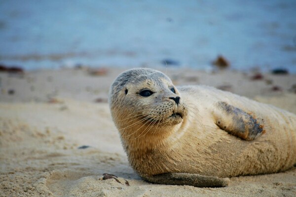 Horsey Beach, Great Yarmouth, United Kingdom