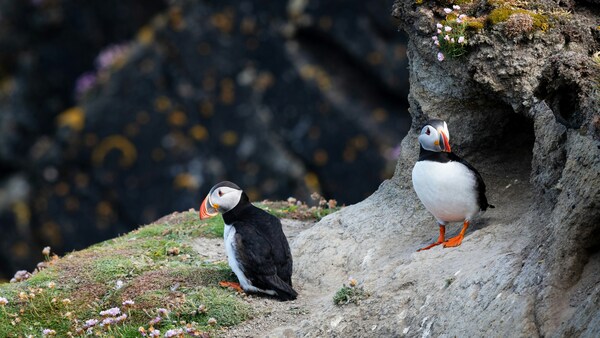 Puffins at the Sumbergh RSPB, Shetland Islands
