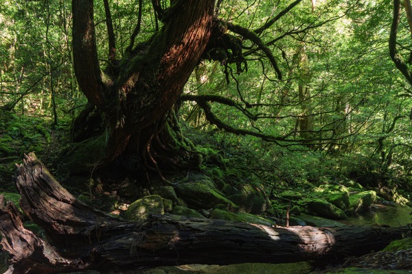 Shiratani Trail - Yakushima Island Yakushima, Kagoshima, Japan