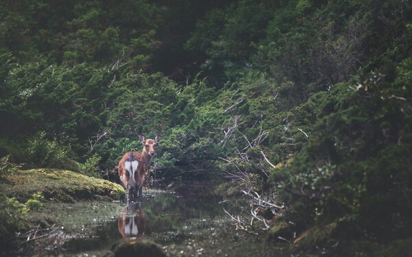 Yakushima Island, Yakushima, Kagoshima, Japan