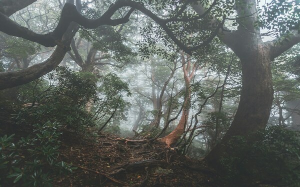 Yakushima Island, Yakushima, Kagoshima, Japan