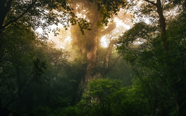 Jōmon Sugi, Miyanoura, Yakushima, Kagoshima, Japan
