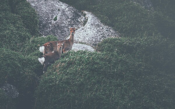 Yakushima Island, Yakushima, Kagoshima, Japan