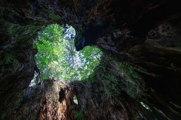 Yakushima Island, Yakushima, Kagoshima, Japan
