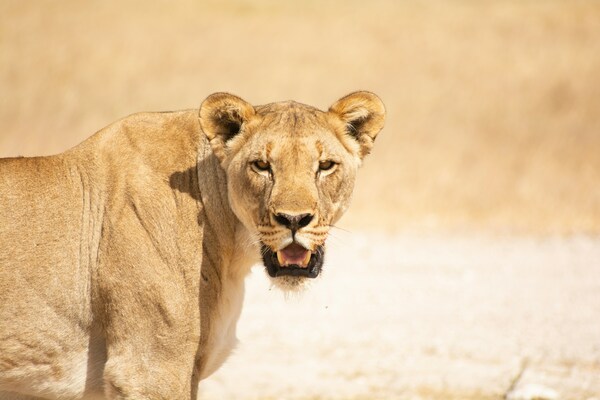 Lioness looking at the camera, Etosha National Park, Namibia