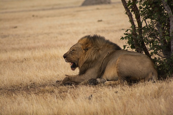 Etosha National Park, Namibia, Lion protecting food under a tree