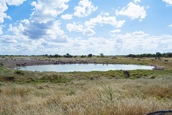 Zebras drinking at a waterhole in Etosha National Park, Namibia