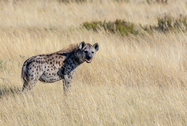 etosha park, Namibia