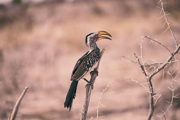 Etosha National Park, Namibia