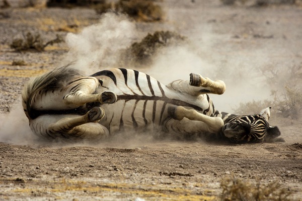 Zebra bathtime, Etosha National Park, Namibia