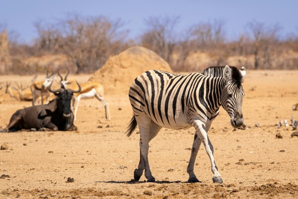 Etosha National Park, Namibia