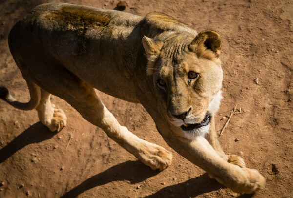 Naankuse Lodge, Nelson Mandela Avenue, Windhuk, Namibia