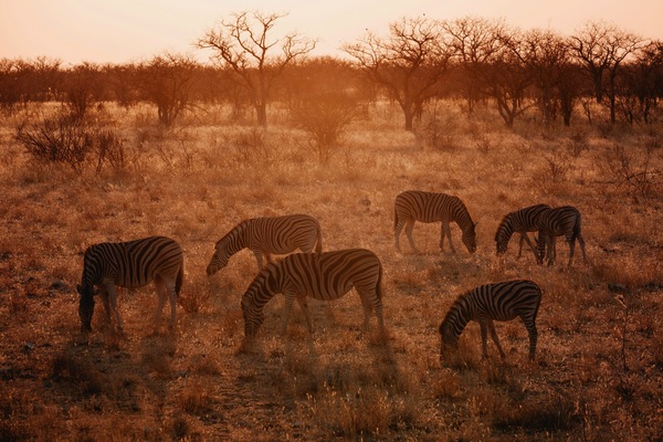 Zebras at sunrise, Etosha National Park, Namibia
