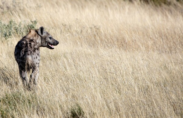 Etosha Park, Namibia