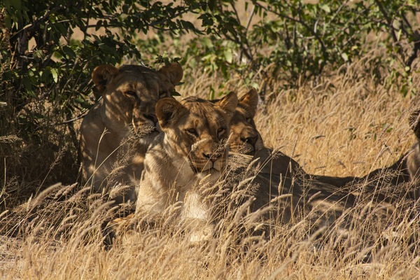Lionesses resting in the shade