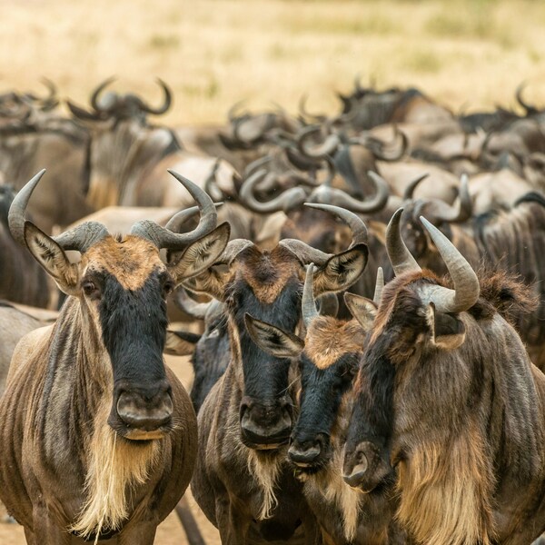 Maasai Mara National Park, Narok County, Kenya