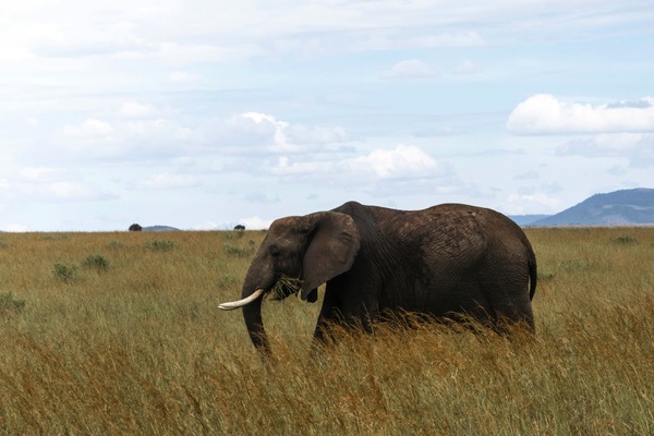 Elephant in Maasai Mara during a safari in Kenya, Africa.