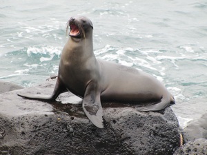 Cerro Brujo, San Cristóbal Island, Galápagos