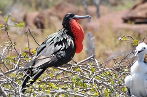 Mosquera Island, Galapagos