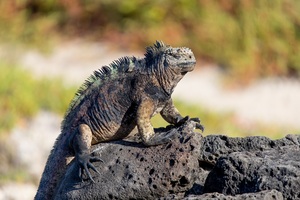 Santa Fé Island, Galápagos