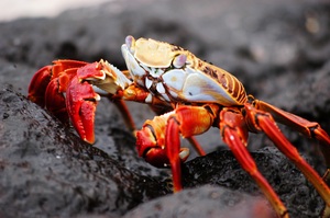Sullivan Bay, Santiago Island, Galápagos