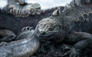 Punta Pitt, San Cristóbal Island, Galápagos