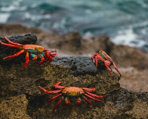 North Seymour Island, Galapagos