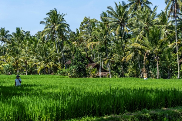 Ubud, Gianyar, Bali, Indonesia