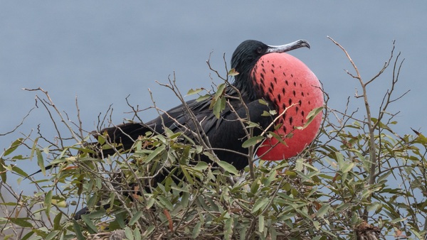 Frigate Bird, Genovesa Island