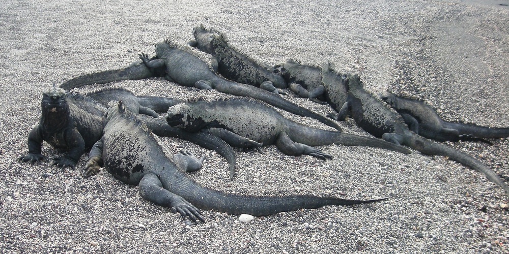 Mangle Point, Fernandina Island, Galápagos