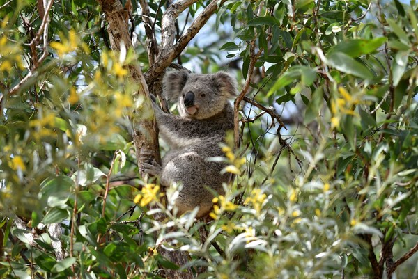 Koala on Magnetic Island, Queensland.