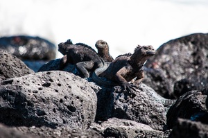 Dragon Hill, Santa Cruz Island, Galápagos