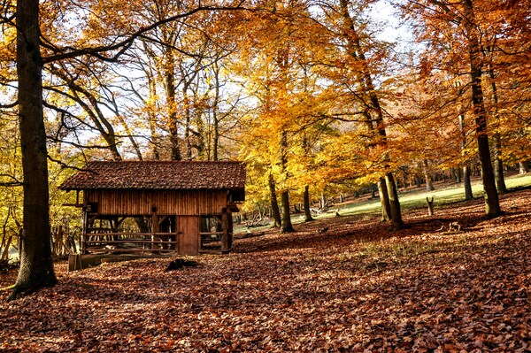 Golden park trees, Fasanerie, Wiesbaden, Germany
