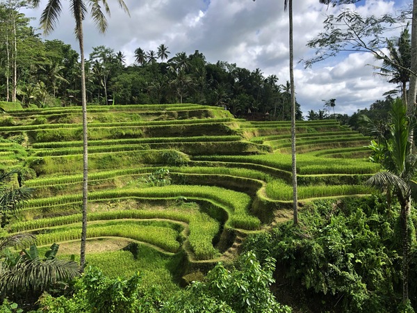 Ubud, Gianyar, Bali, Indonesia