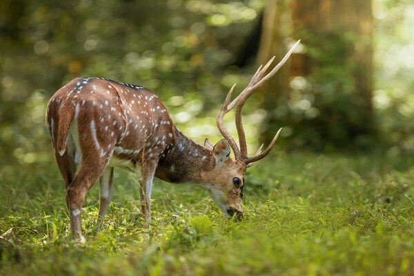 Periyar Tiger Reserve, plakkad, India