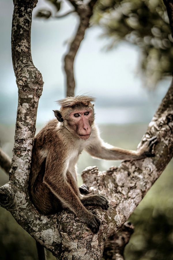 Dambulla, Sri Lanka