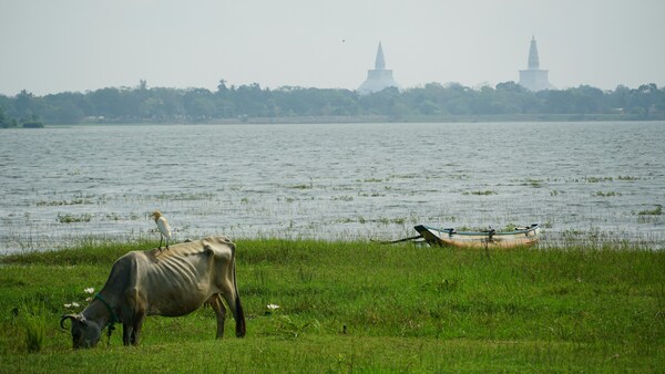 Lakeside in Anuradhapura, Sri Lanka