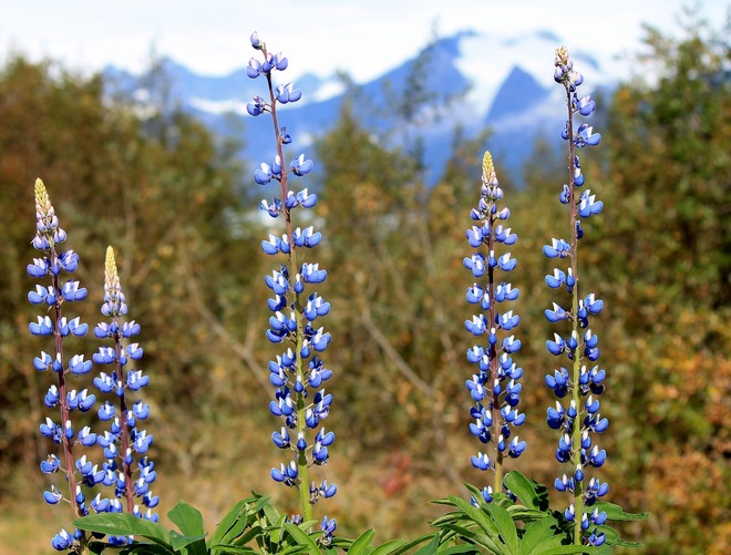 Beautiful Alaska Glaciers