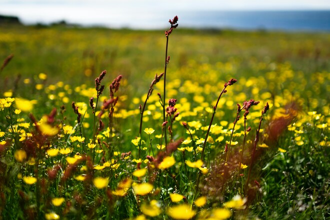12-Day Summer In Iceland & The Faroe Islands