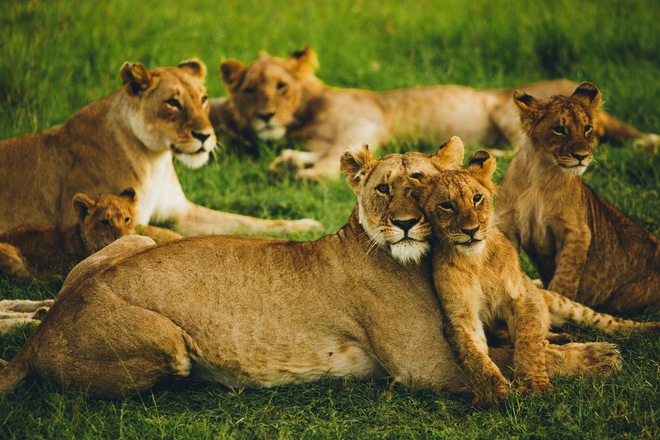 Classic Kenya & Southern Africa