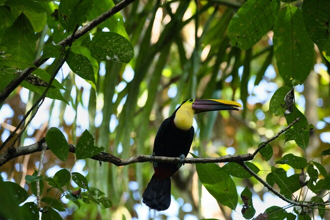 Costa Rica & the Panama Canal