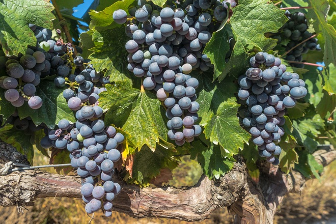 Bordeaux Affair - a wine cruise with Highlights of Paris