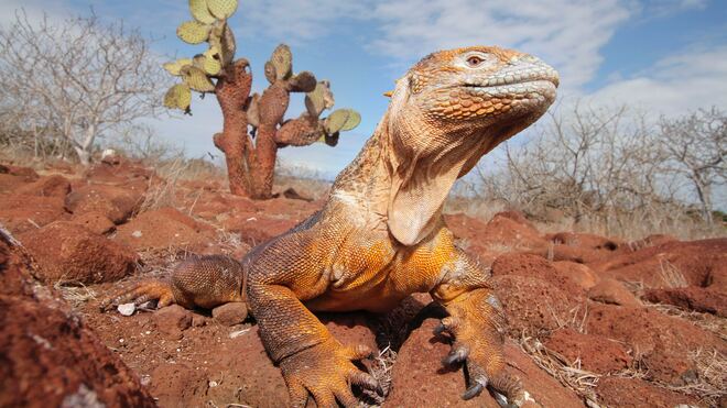 Best of South America with Amazon & Galápagos Cruises