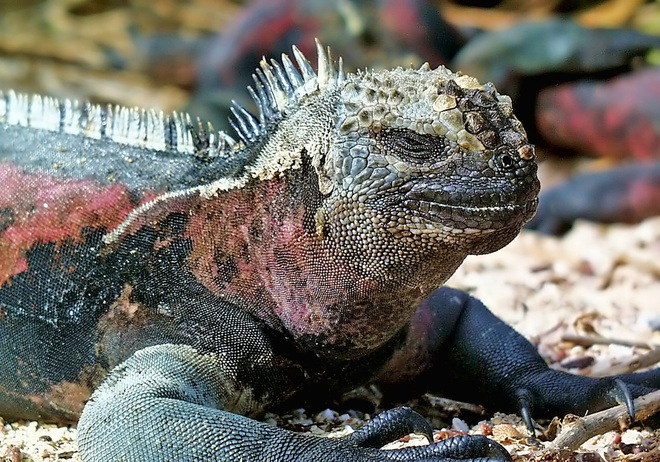 7 Night Galapagos Outer Loop Cruise