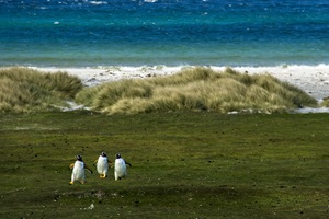 Carcass Island