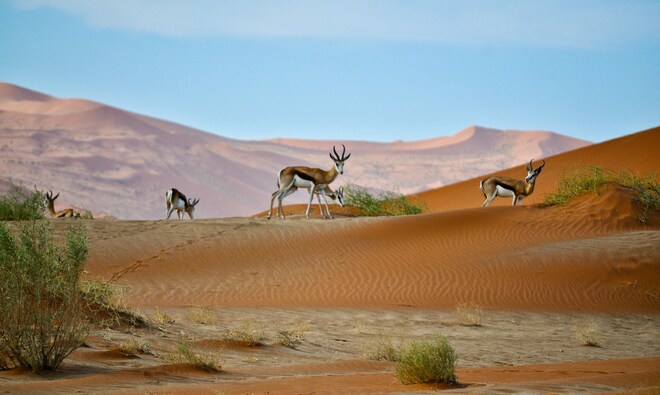 Namibian & South African Coastlines