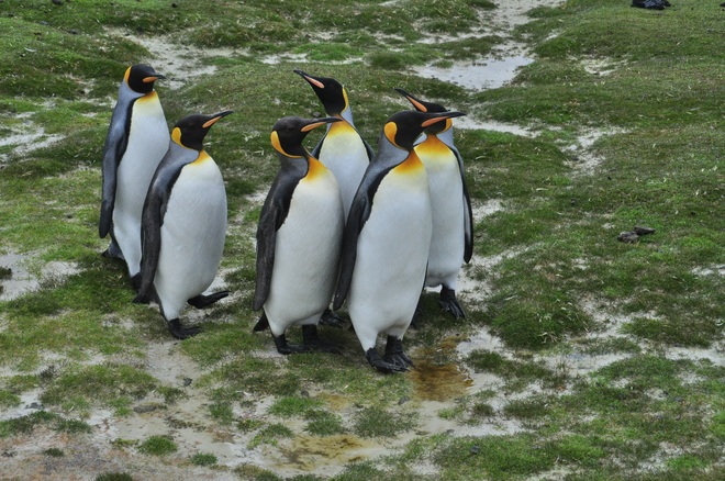 Antarctica & Falklands Expedition - From Punta Arenas to Montevideo 