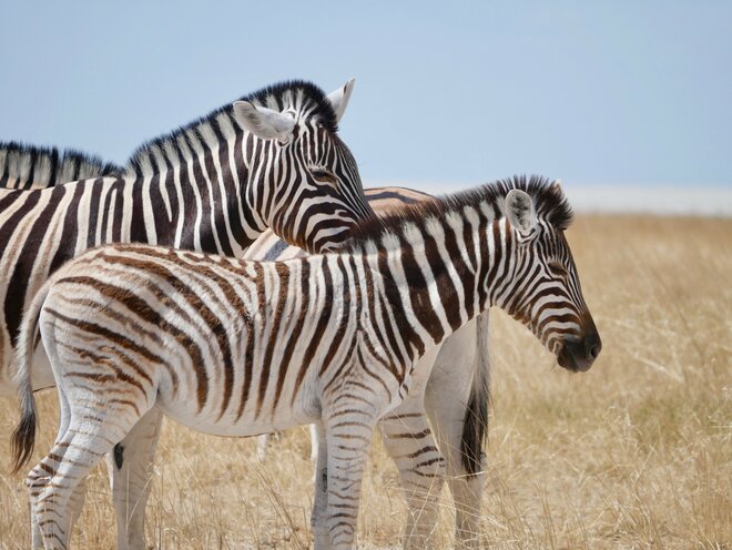 Tanzania: A Grand Family Safari