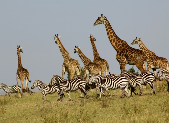 Classic Kenya & Southern Africa