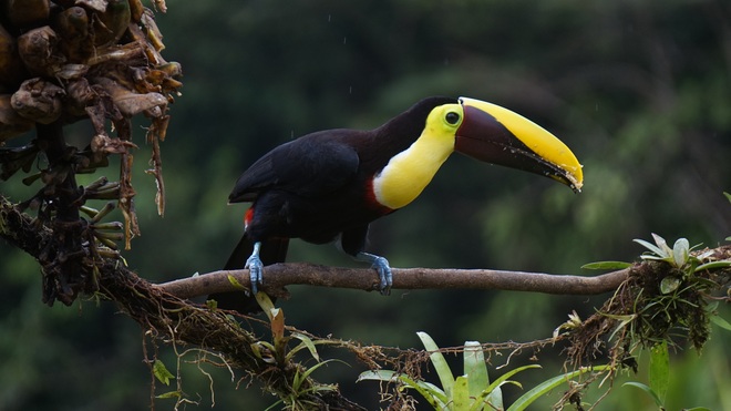 Coastal Adventures: Panama & Costa Rica